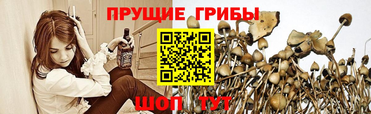 Галлюциногенные грибы мухоморы Баксан